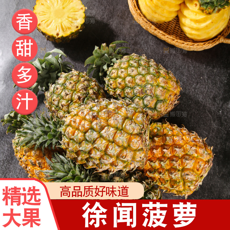 深底上的徐闻菠萝