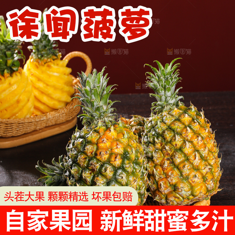 深底上的徐闻菠萝