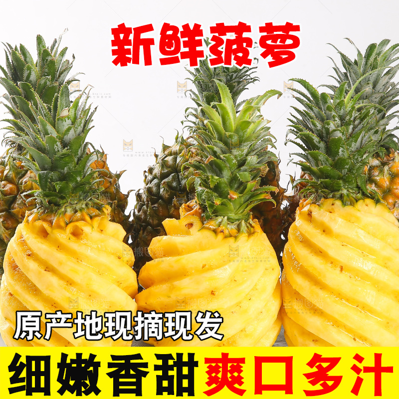 白底上的徐闻菠萝