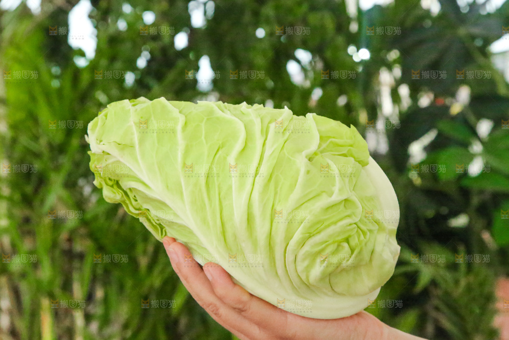 木底上的卷心菜