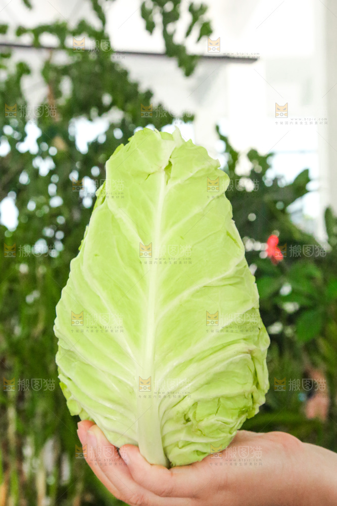 木底上的卷心菜
