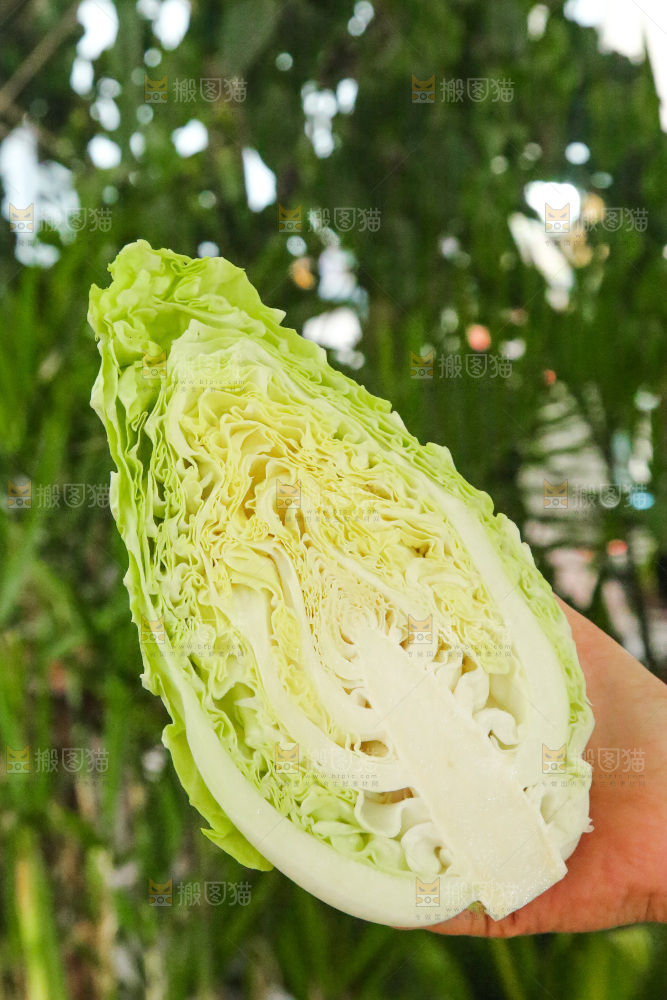 木底上的卷心菜