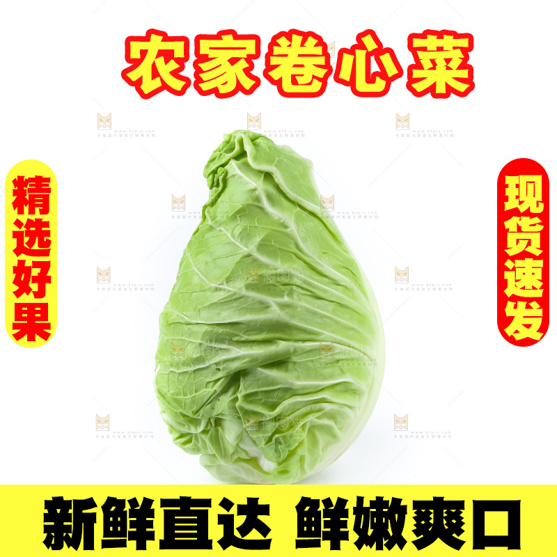 白底上的卷心菜