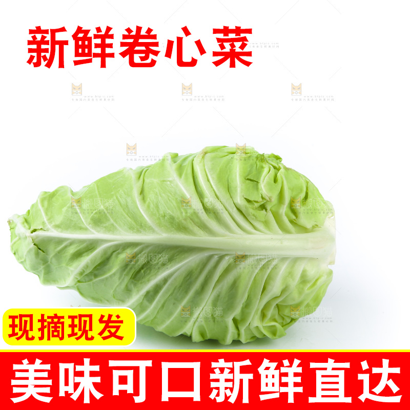 白底上的卷心菜