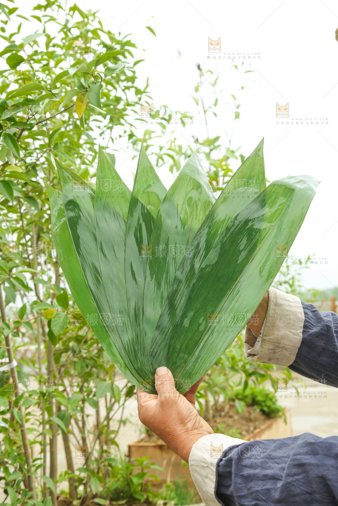 手里拿着新鲜粽叶