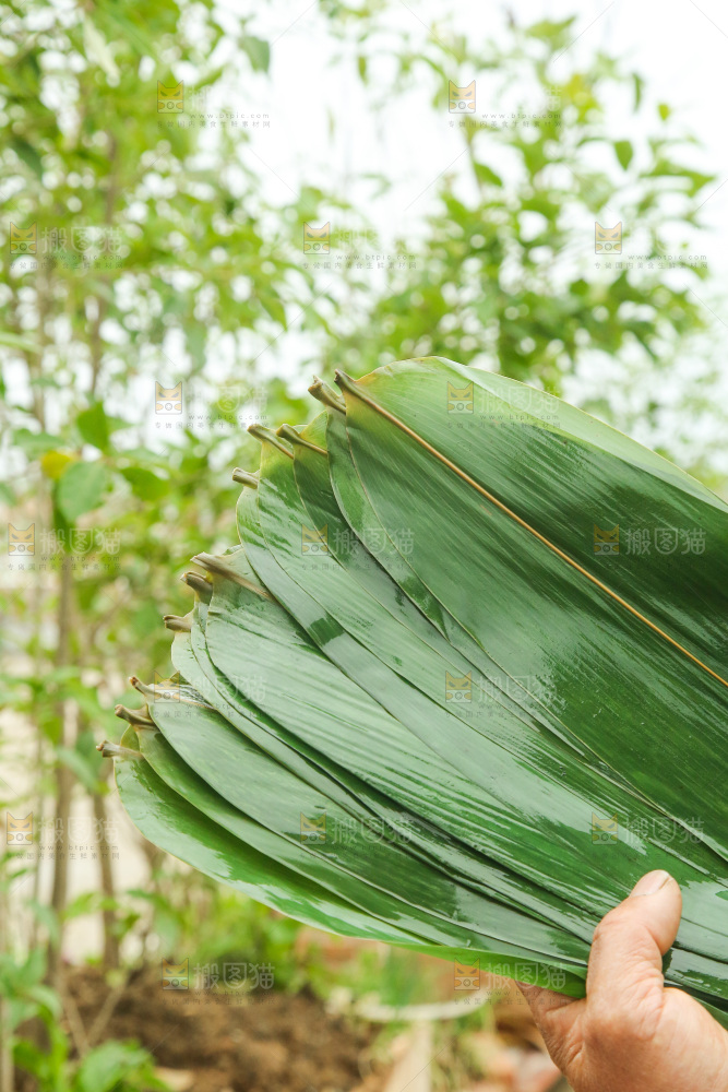 手里拿着新鲜粽叶