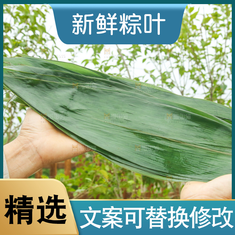 手里拿着新鲜粽叶