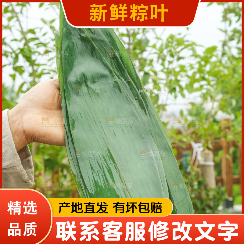 手里拿着新鲜粽叶