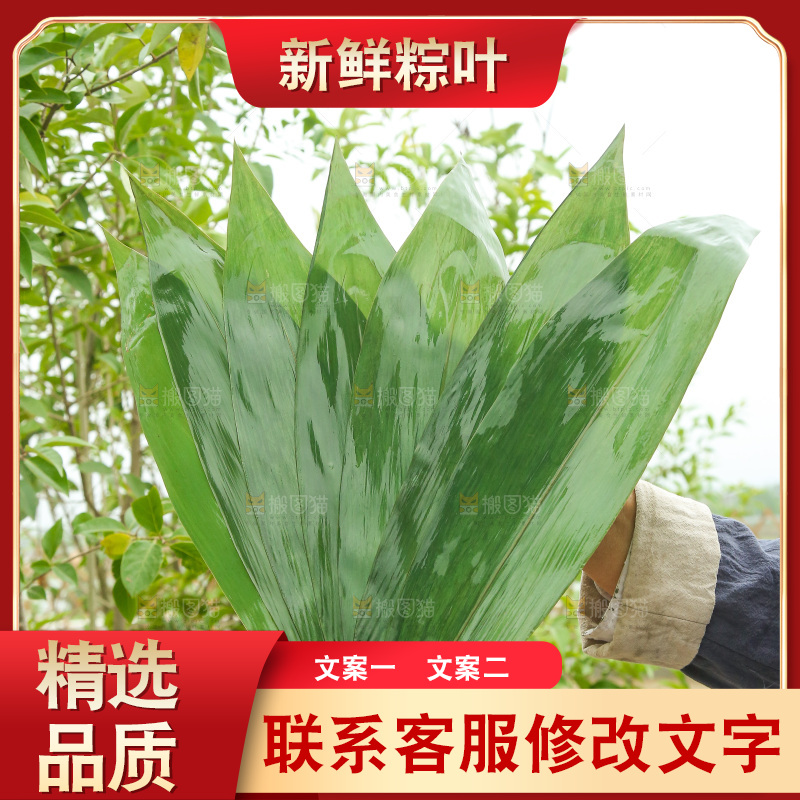 手里拿着新鲜粽叶