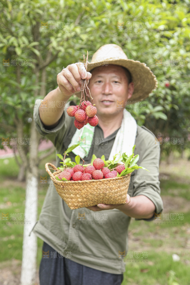 手里拿着桂味荔枝