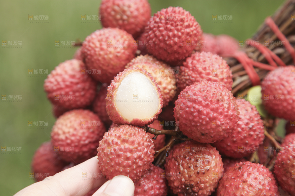 手里拿着桂味荔枝