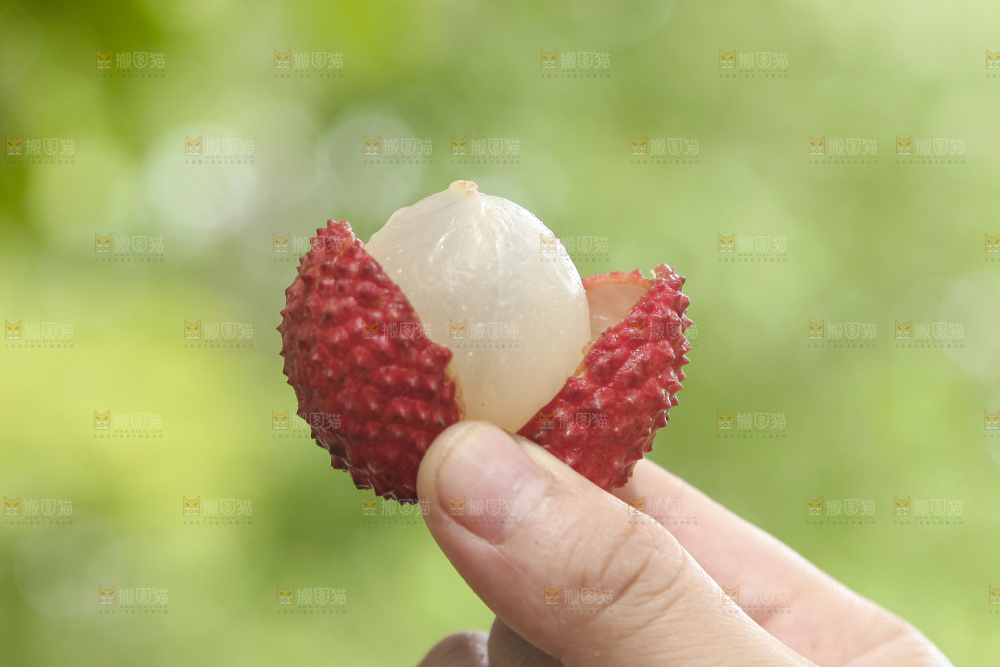 手里拿着桂味荔枝
