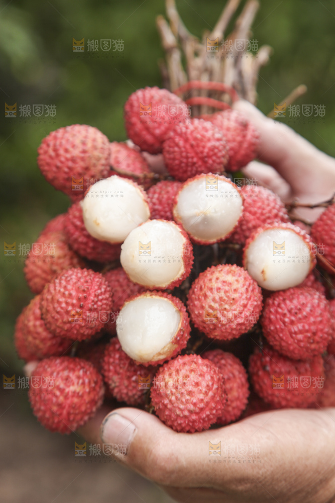 手里拿着桂味荔枝