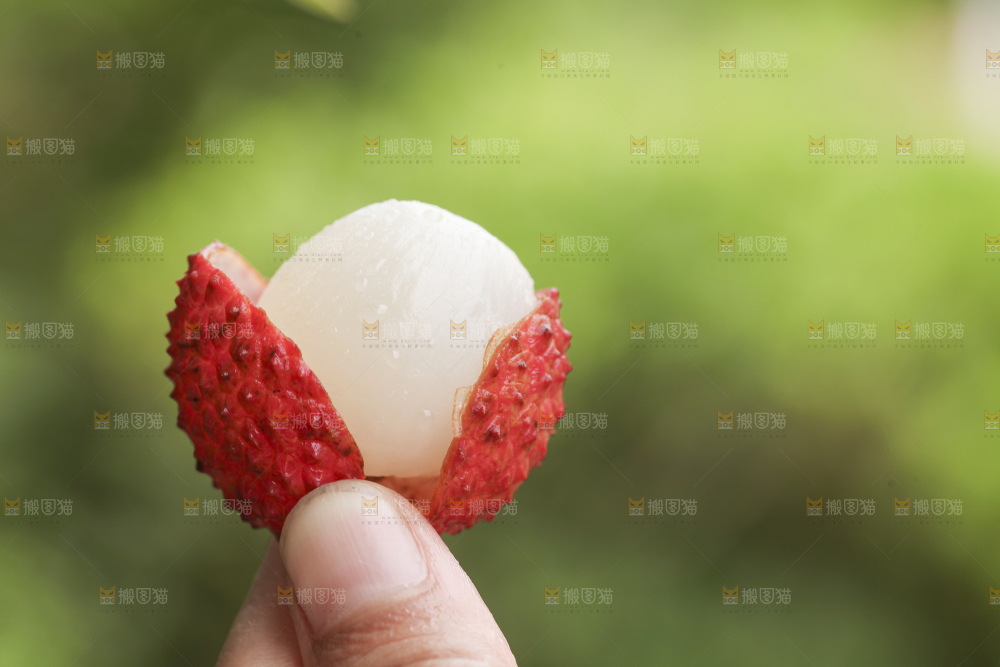 手里拿着桂味荔枝