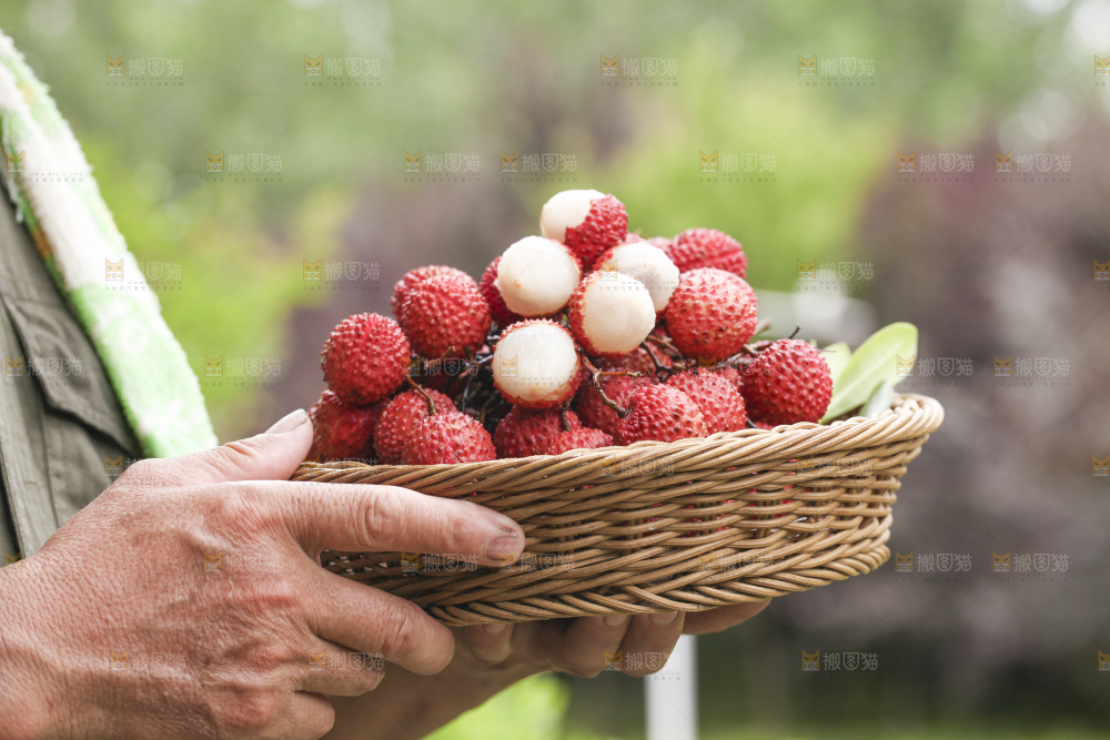 手里拿着桂味荔枝