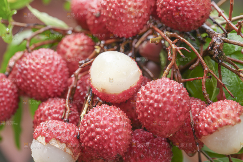手里拿着桂味荔枝