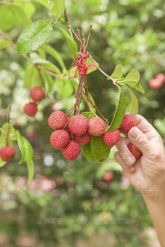 手里拿着桂味荔枝
