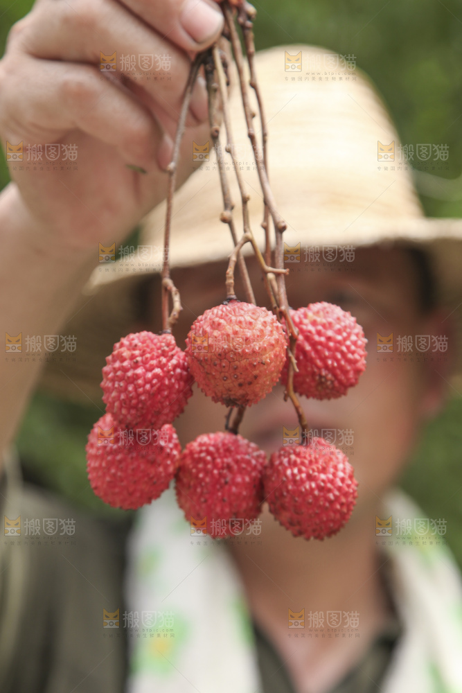 手里拿着桂味荔枝