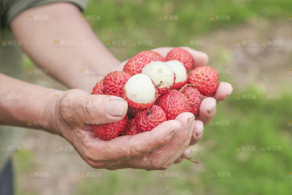 手里拿着桂味荔枝