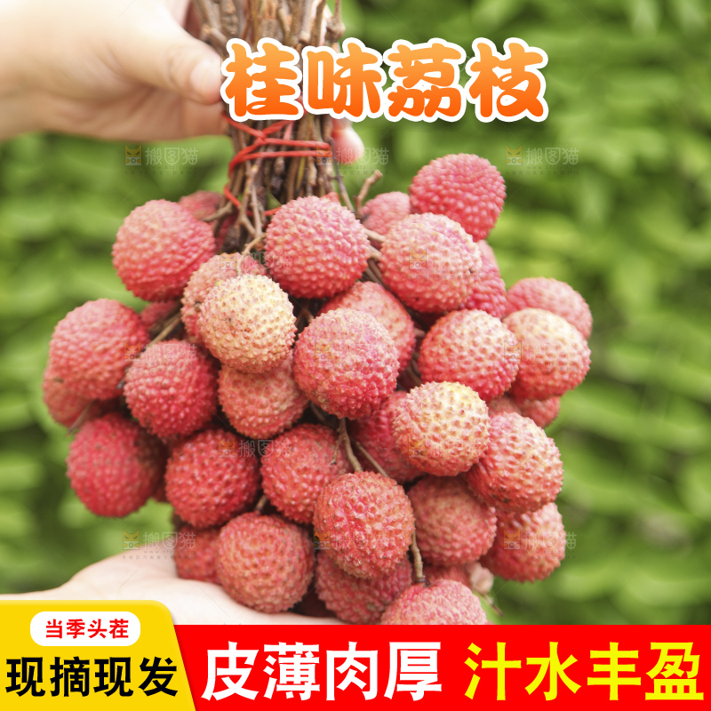 手里拿着桂味荔枝
