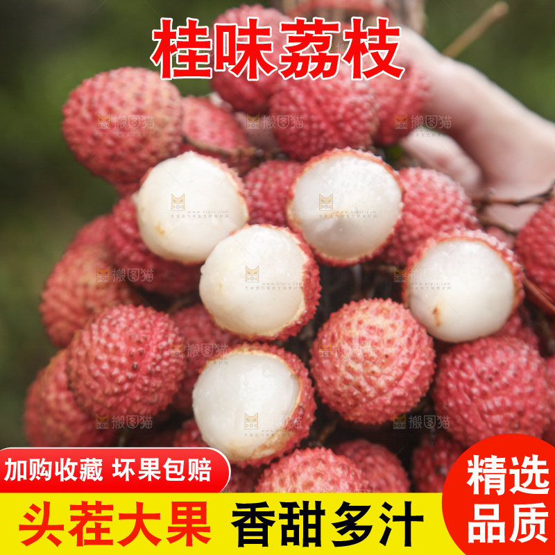手里拿着桂味荔枝