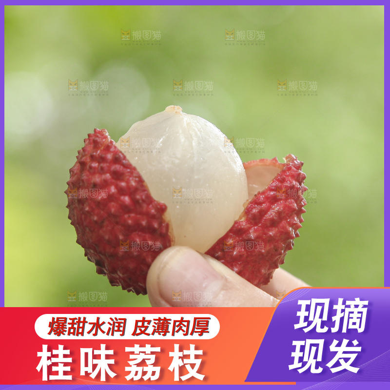 手里拿着桂味荔枝