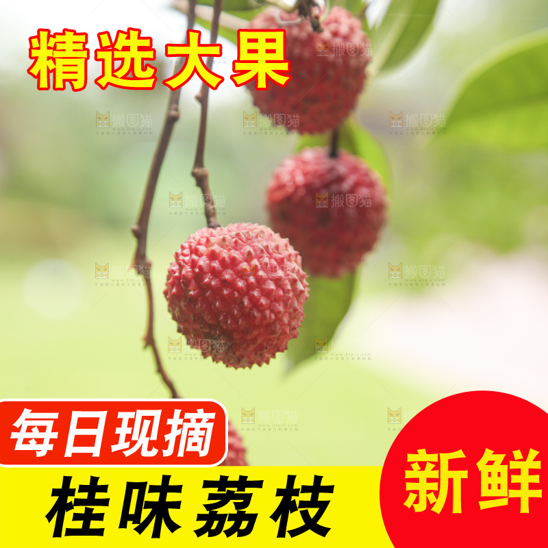 手里拿着桂味荔枝