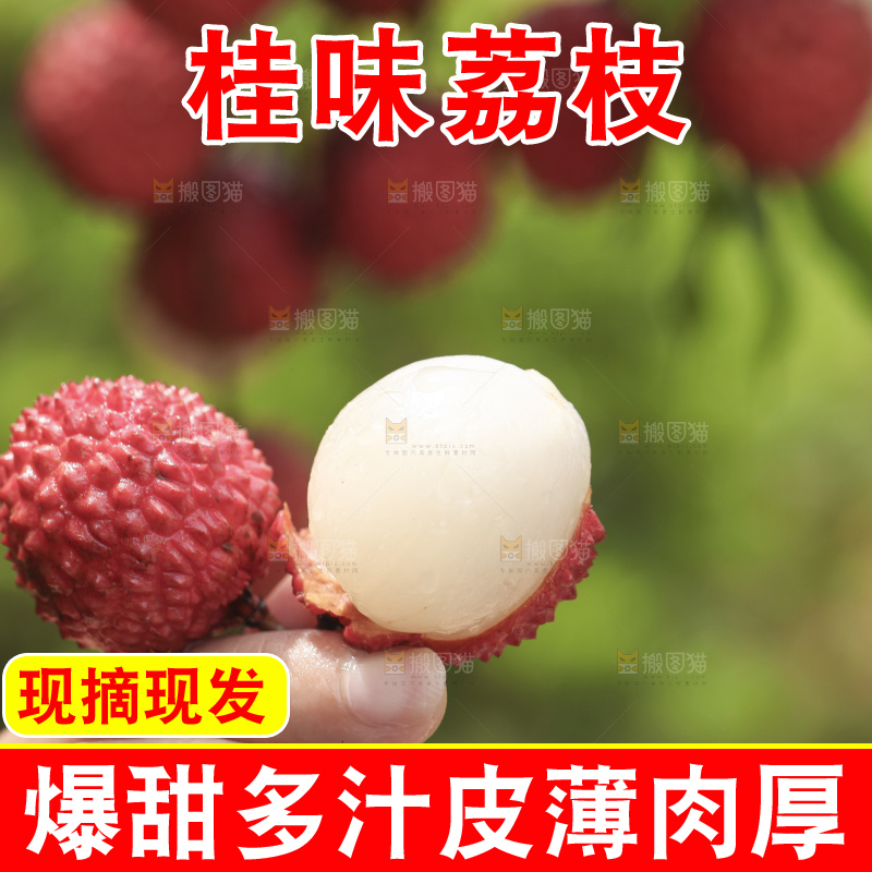 手里拿着桂味荔枝