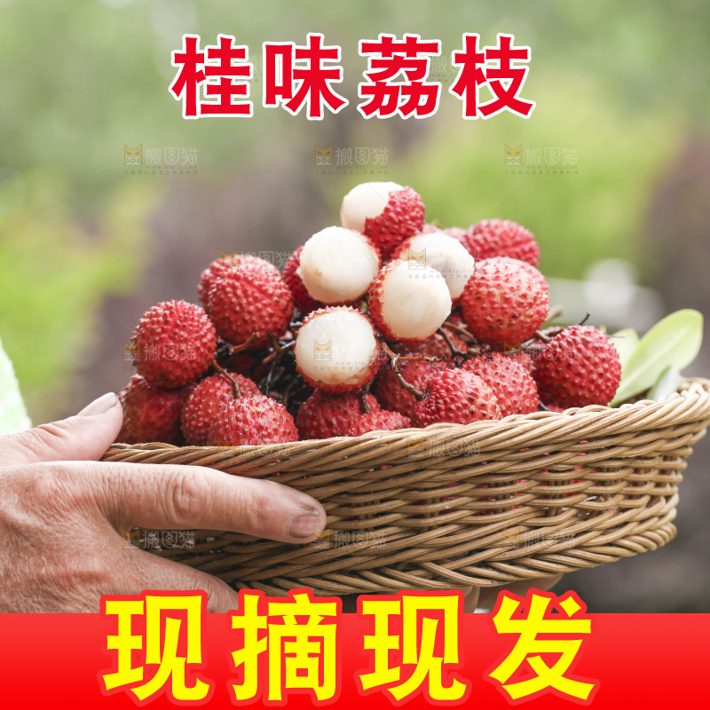 手里拿着桂味荔枝