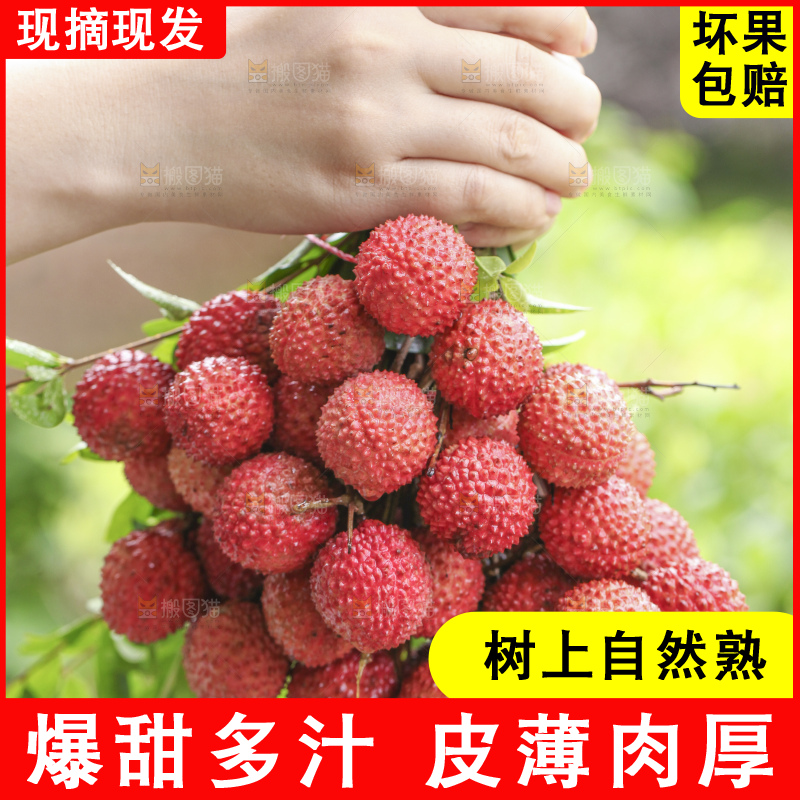 手里拿着桂味荔枝