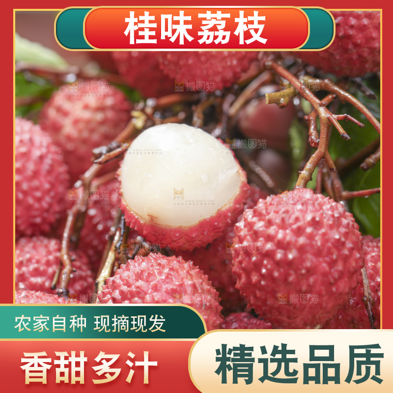 手里拿着桂味荔枝