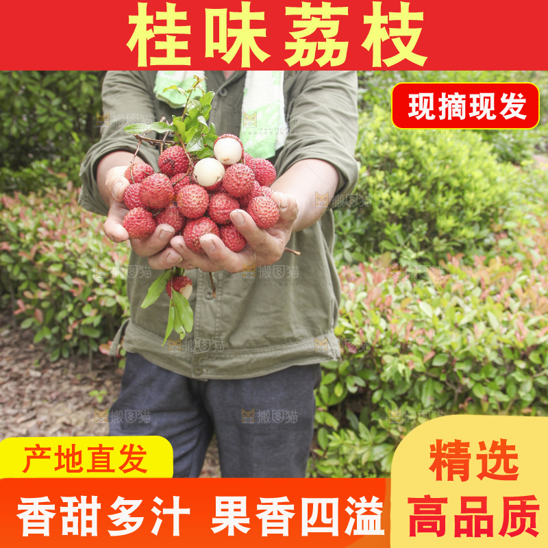 手里拿着桂味荔枝