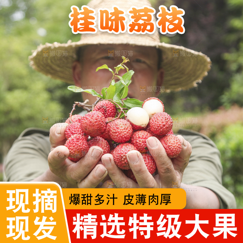 手里拿着桂味荔枝