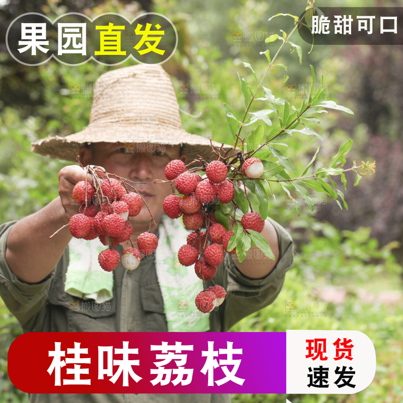 手里拿着桂味荔枝