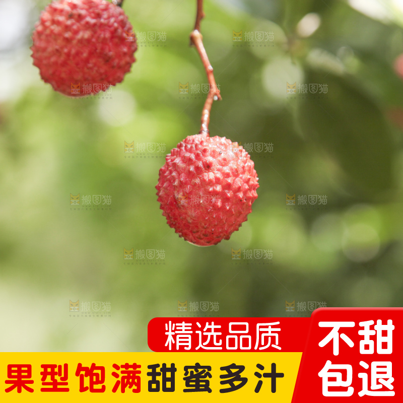 手里拿着桂味荔枝
