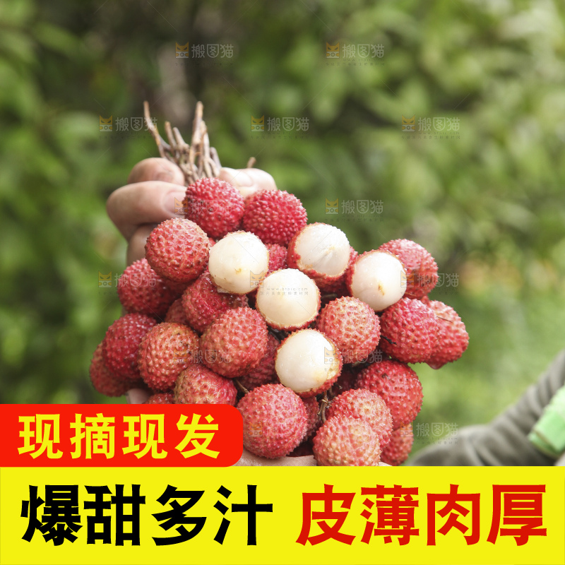 手里拿着桂味荔枝