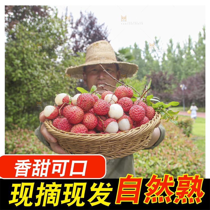 手里拿着桂味荔枝