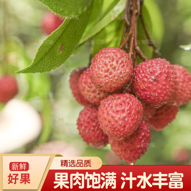 手里拿着桂味荔枝