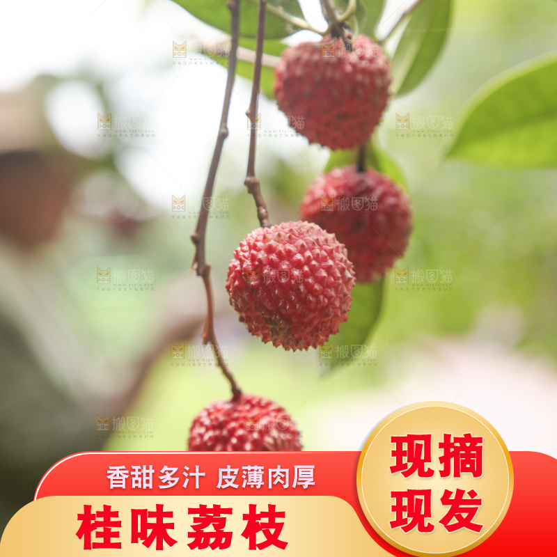 手里拿着桂味荔枝