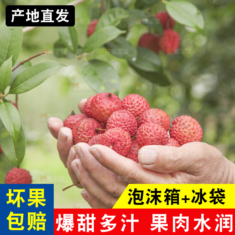 手里拿着桂味荔枝