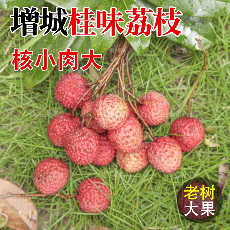 手里拿着桂味荔枝