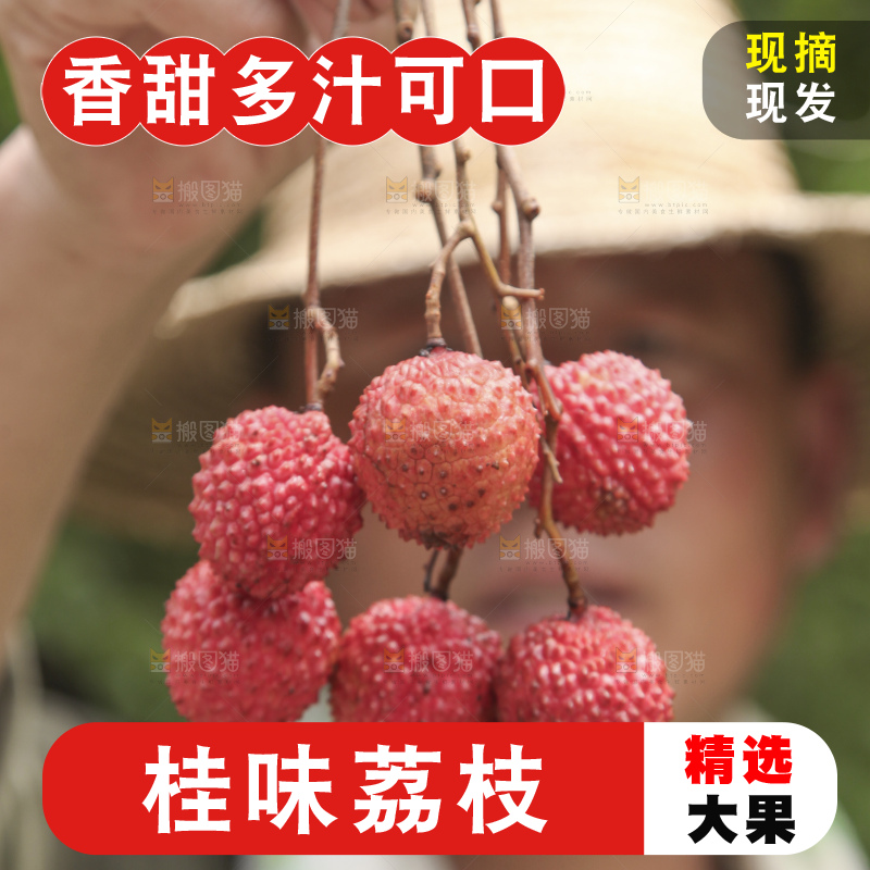 手里拿着桂味荔枝