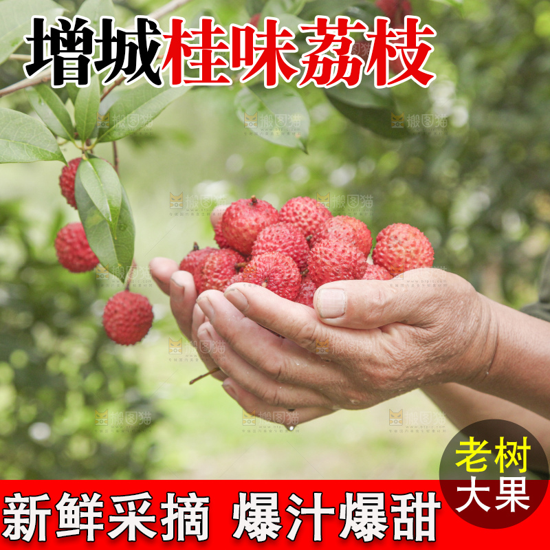 手里拿着桂味荔枝
