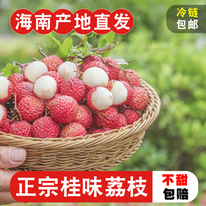 手里拿着桂味荔枝