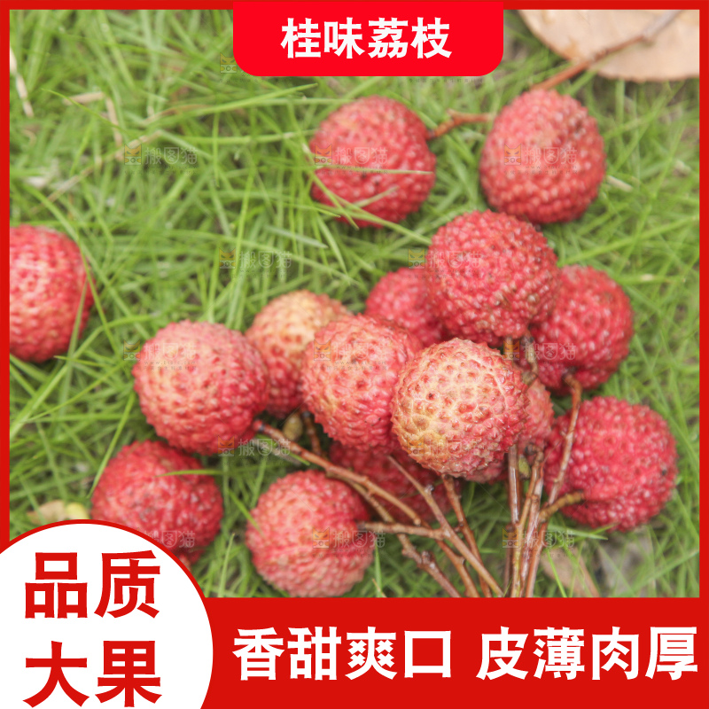 手里拿着桂味荔枝