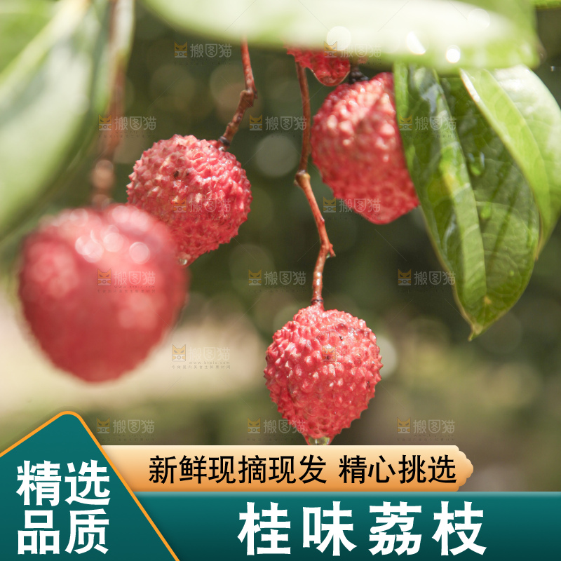 手里拿着桂味荔枝