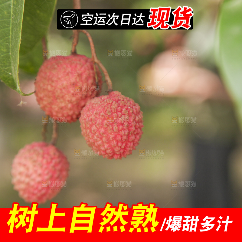 手里拿着桂味荔枝