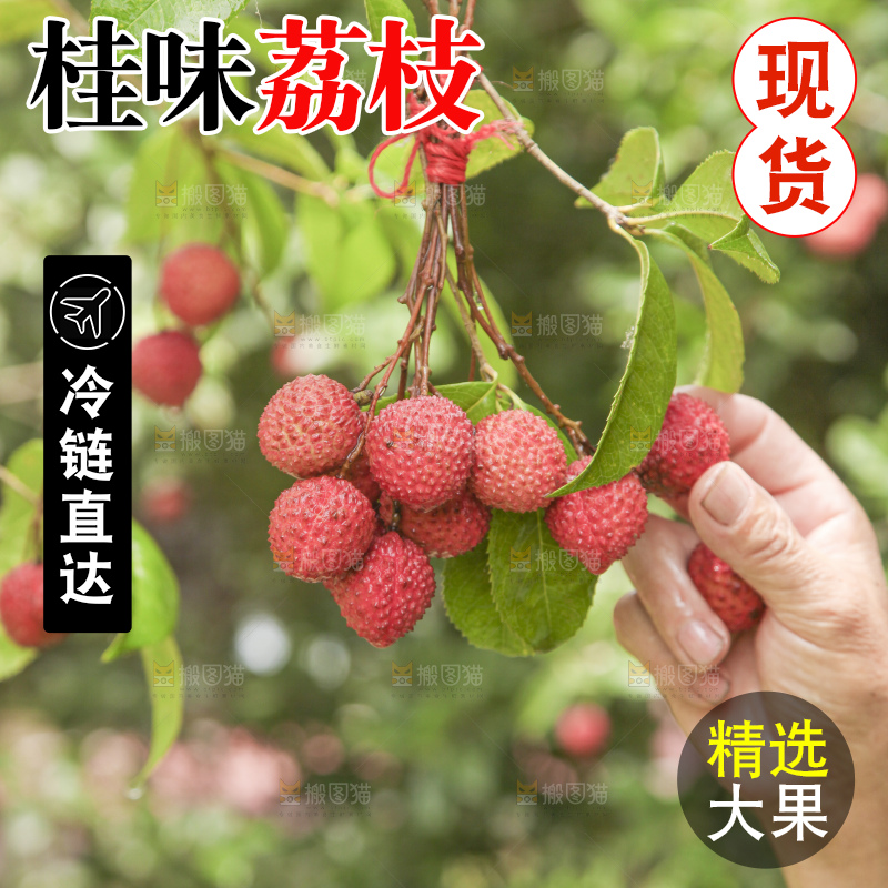 手里拿着桂味荔枝