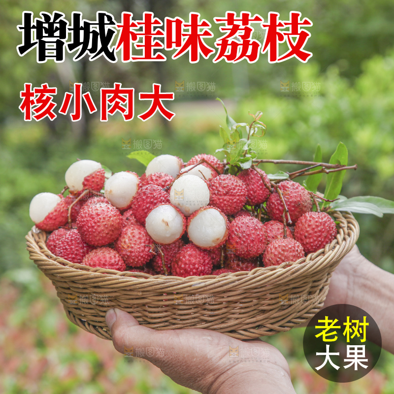 手里拿着桂味荔枝