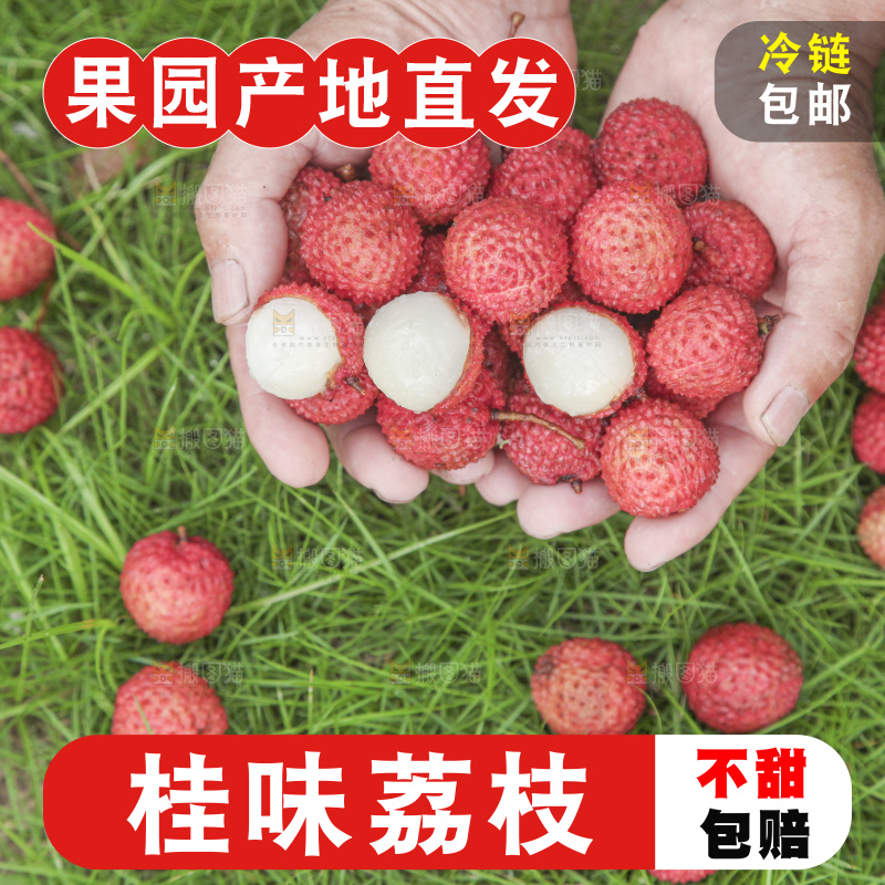 手里拿着桂味荔枝